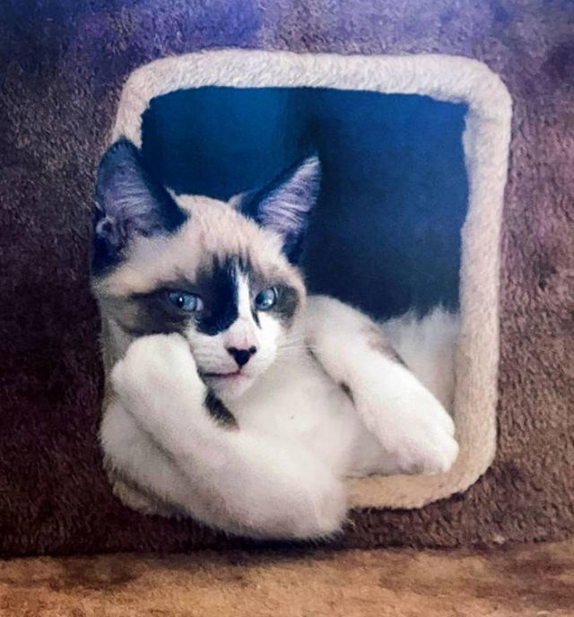 Прикольные морды котов псов к настроению...