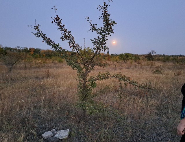 Моё серое солнышко