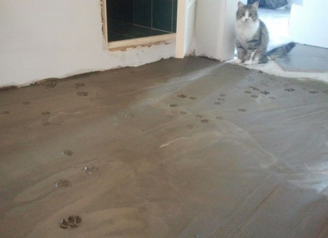 "Сегодня мне подарят тапки..."