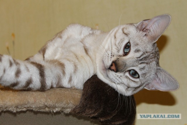 О бенгальских котах на наглядном примере