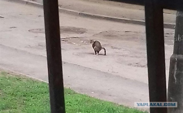 Конкурс на лучший двор