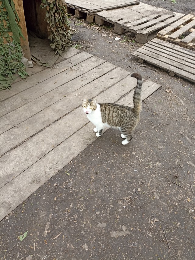 Котики и пёсики.