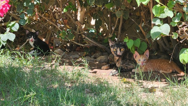 Котовторник