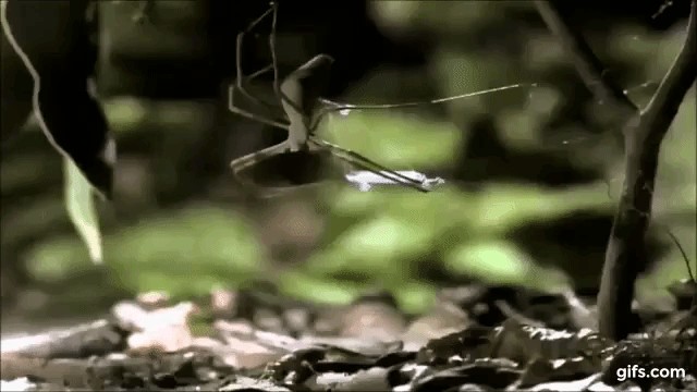 Хочет бедную убить, Цокотуху погубить