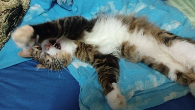 Литболталка