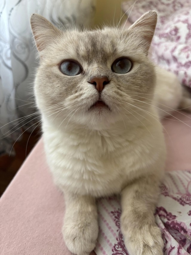 Рандомных фото котов тред