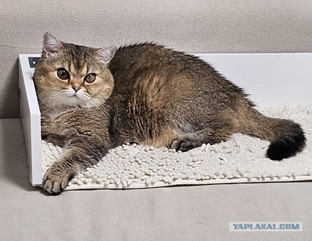 К-котовторник.