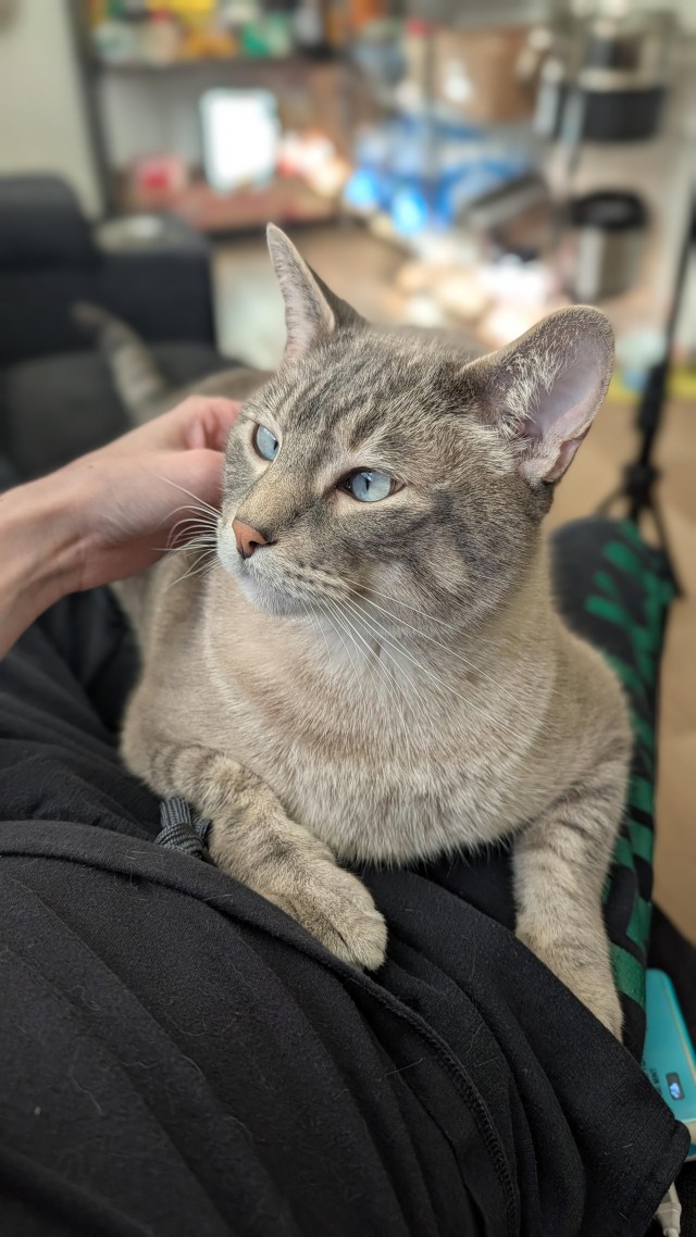 Рандомных фото котов тред
