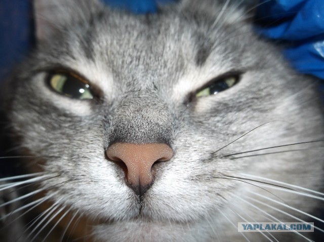 Котовторник 23.07.2013