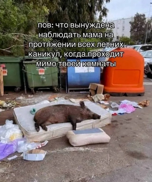 Картинки для деградации 226 (разной степени свежести)