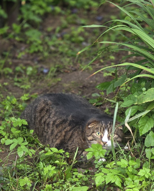 Котовторник