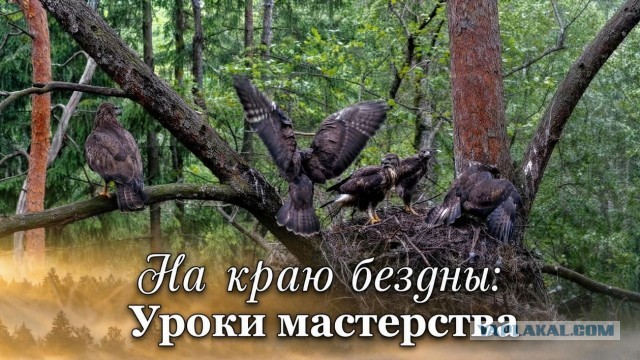 Два года, четыре страны и сотни часов — новый документальный фильм о хищных птицах