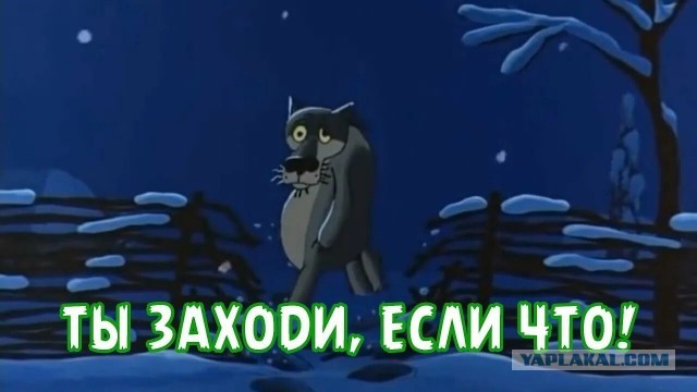 Женщина убегала от волка в поселке Дружная Горка (СПб)