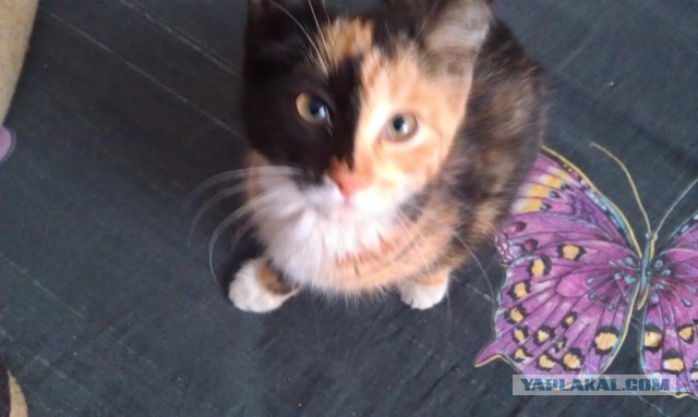 Котовторник   27.08.2013
