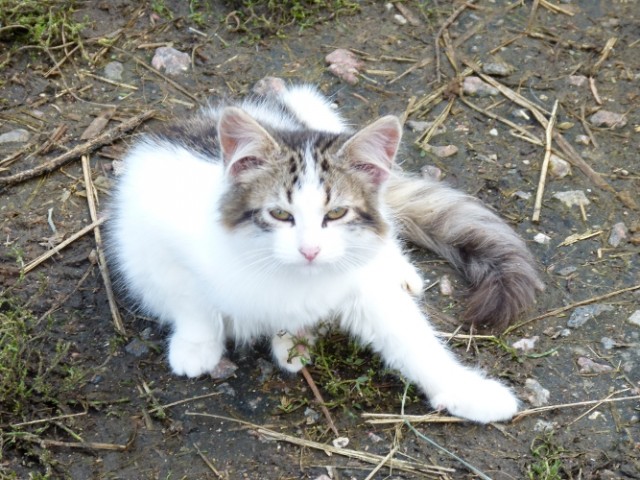 Котовторник на 24.09.2013г