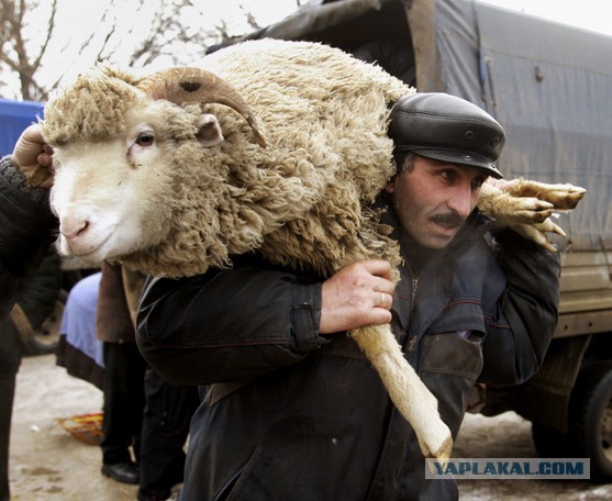 Последняя кровь