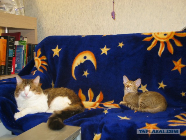 Котовторник 22.10.2013