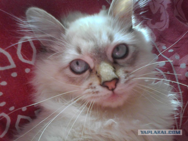 Котовторник  05.11.2013