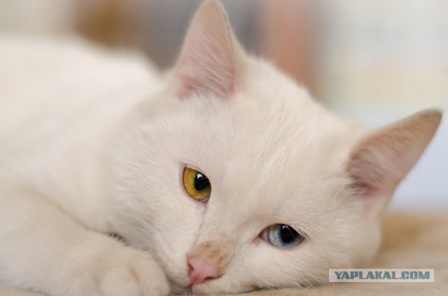 Котовторник 01.04.2014