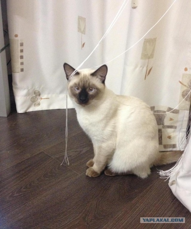 Кот "выключил" и "взял"