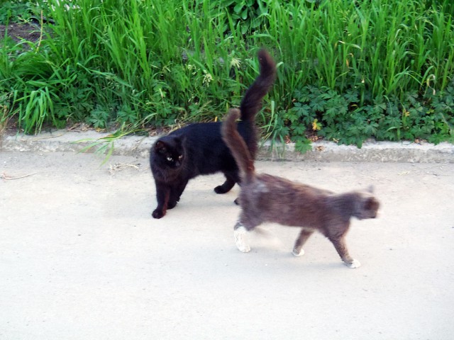 Котовторник 24.06.2014