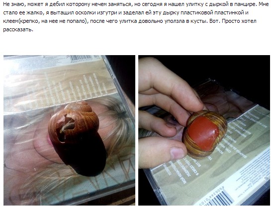 Улитка с пластинкой