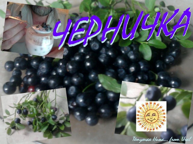 Черника 20.07.11