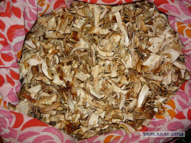 Вспомним лето! Вылазка за грибами.