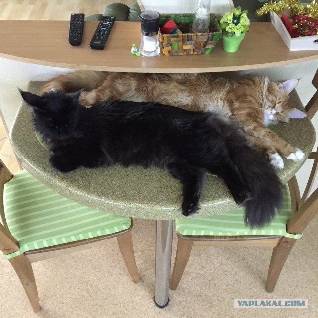 Котовторник