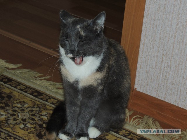 Котовторник