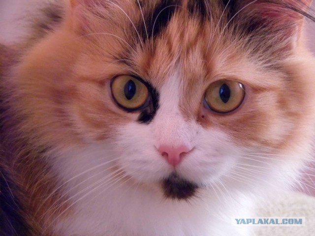 Котовторник 31.03.2015