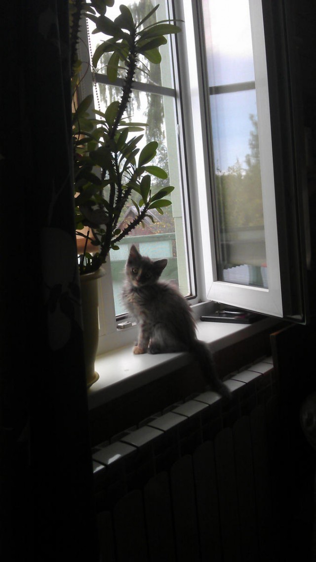Про Тучку, которая стала Дымкой