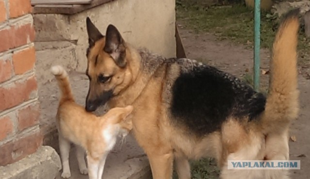 Котовторник 13.10.2015