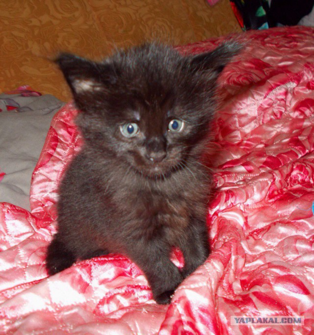 17 фотографий котов