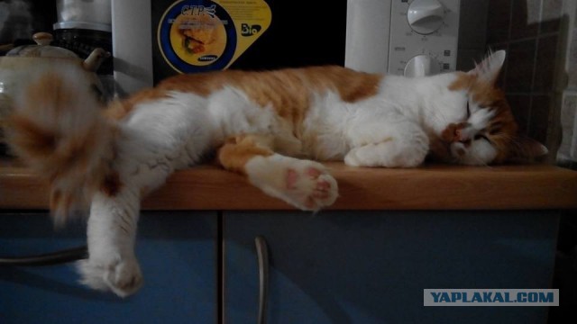 Котовторник 15.12.2015
