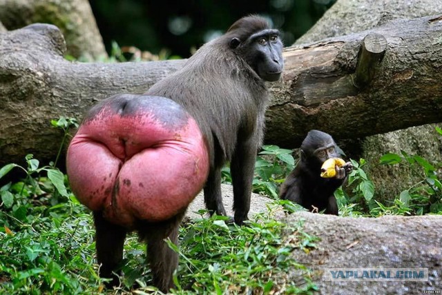 Американские президенты до и после восьми лет работы!