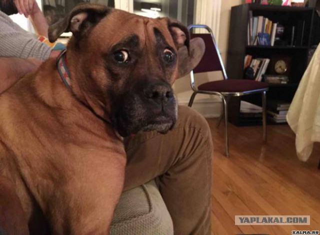 Этот ВЗГЛЯД!