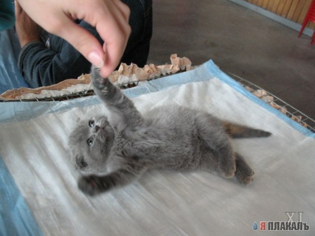 Вторничный котомёт!