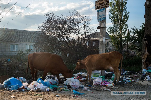 Махачкала – мусорная столица России