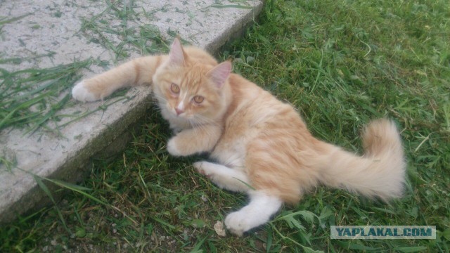 Котовторник 09.08.2016