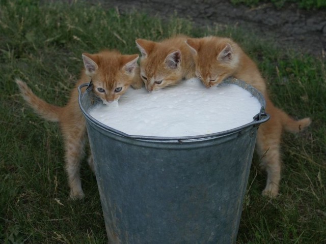 Коты из сети
