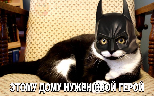 Коты из сети