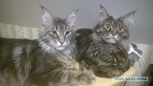 Котовторник 13.12.2016