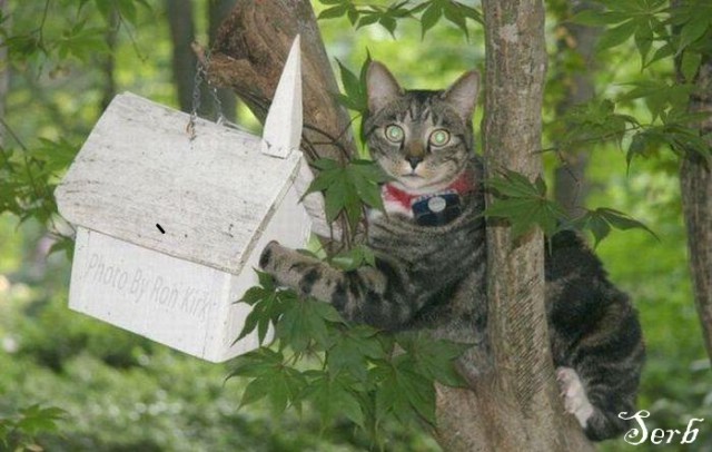 Кот-экстремал ворует сало из кормушки для синичек