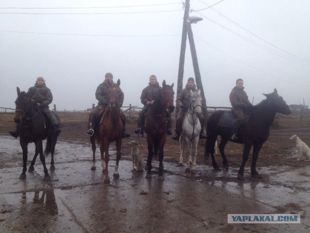 Под Тулой всадники на лошадях напали на водителя и его жену