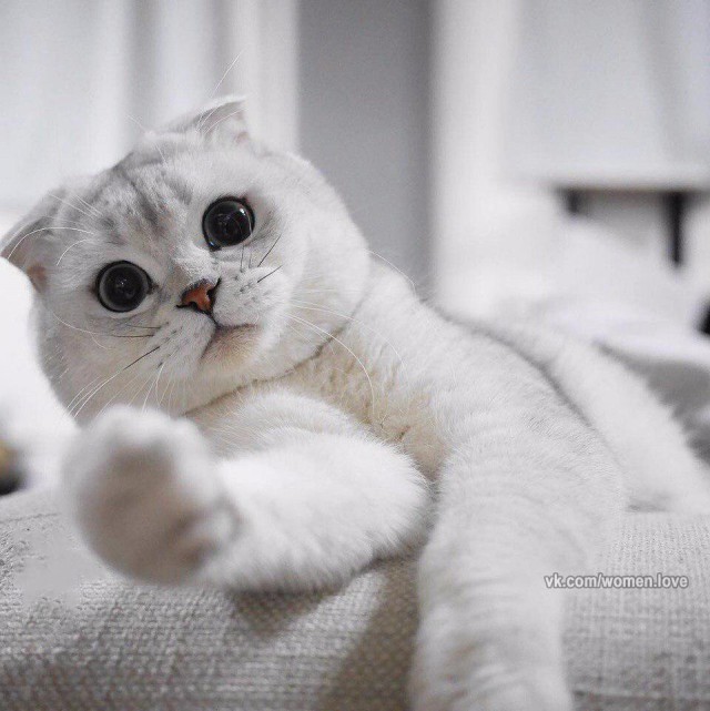 Коты и Кошки