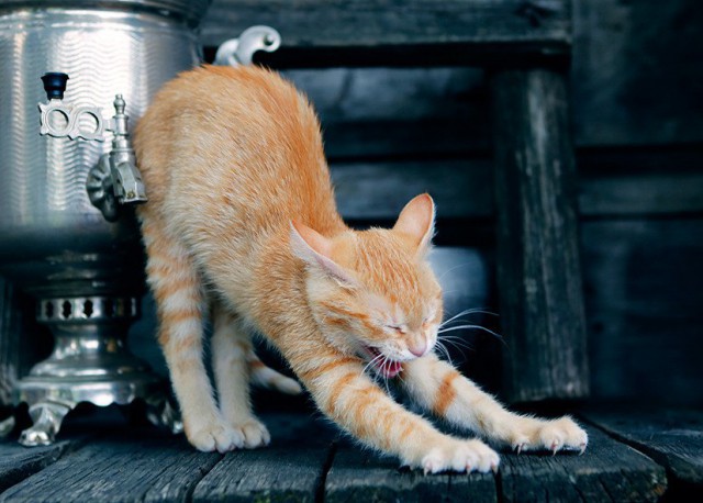 Коты и Кошки