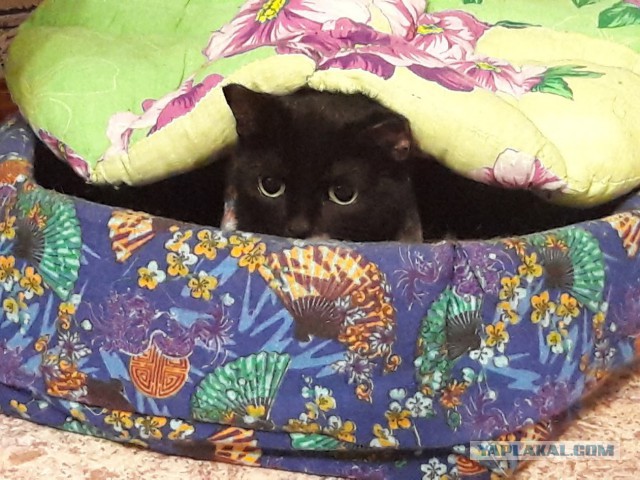 Котовторник 25.04.2017