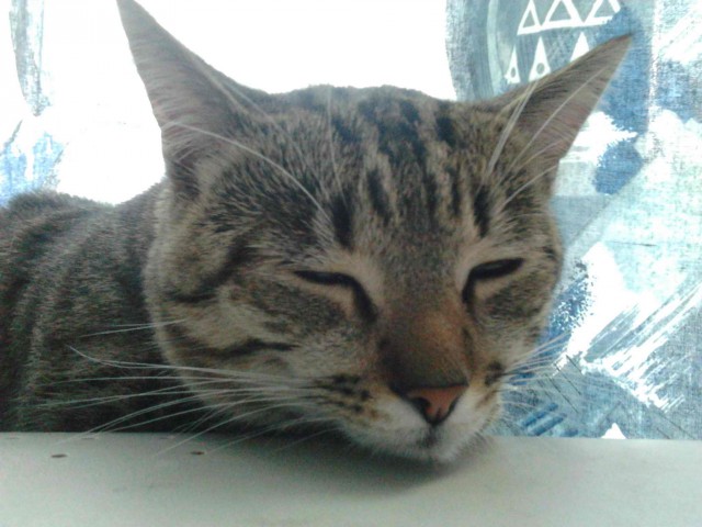 Котовторник 16.05.2017