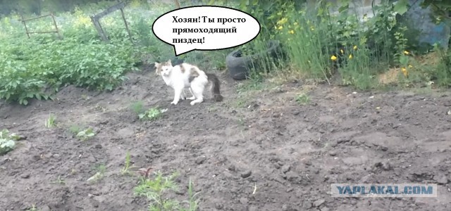 Испугал кота
